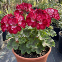 Geranium Calliope Red Splash Plant (2L Pot)