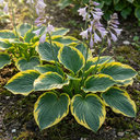 Atlantis Plantain Lily Plants (Set of 3 or 6)