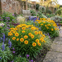 Coreopsis Presto Plants (Set of 3 or 6)