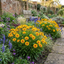 Set of 3 or 6 Coreopsis Presto Hardy Perennial Plants, Golden Yellow Summer Flowering, Outdoor Garden Ready, 1 Litre Root Ball