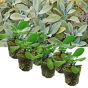 Sage Grower’s Mix Plants (Set of 3 or 6)