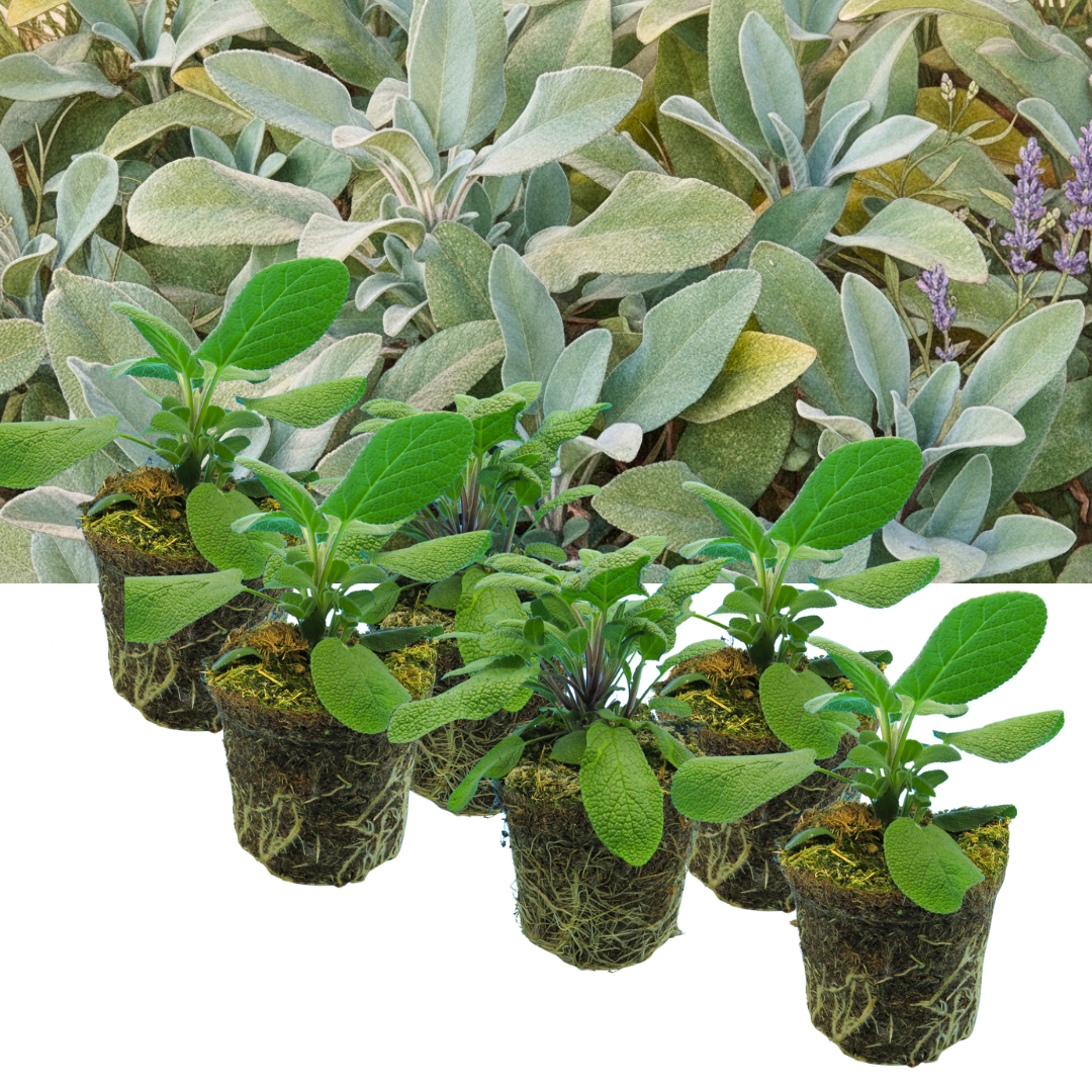 Sage 'Berggarten' & 'Growers Friend' – Culinary Sage Mix (Set of 3 or 6)