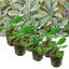 Set of 3 or 6 Large Herb Plants - Sage Grower’s Mix, Ready to Plant in Your Garden, 1L