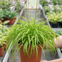 3Ltr Hosta Silly Strings, Outdoor Garden Ready, Pots