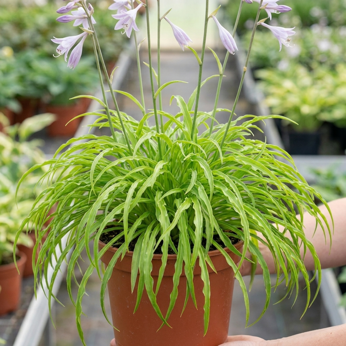 Hosta 'Silly Strings' (Plantain Lily) – Miniature Shade Perennial (3L Pot)