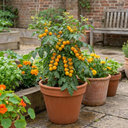 Tomato Honeycomb Variety Plants (Set of 3 or 6)