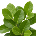 Griselinia Littoralis Plant (2L Pot)