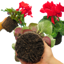Cyclamen Flame Scarlet Plant