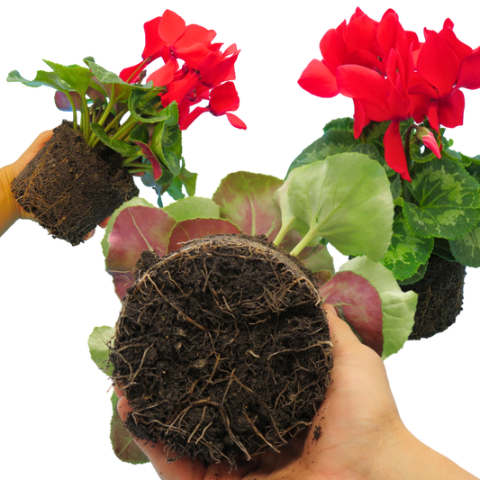 Cyclamen Flame Scarlet – Winter Bedding (Set of 3 or 6)