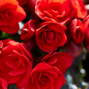 Begonia Vermillion Red Upright Plants