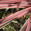 Set of 3 or 6 Large Plants - Cordyline Charlie Boy, Ready to Plant in Your Garden, Peat-Free