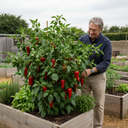 Thor Variety Plants (Set of 3 or 6)