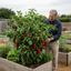 Set of 3 or 6 Large Sweet Pepper Plants - Thor Variety, Ready to Plant in Your Garden