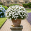 1 Large Plant - Dianthus Dart White, Ready to Plant in Your Garden, 2L Pot