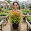 1 Nandina Gulf Stream Heavenly Bamboo, Compact Hardy Evergreen Garden Shrub, 3 Litre Root Ball