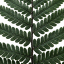 Dryopteris Atrata Wood Fern Plants (Set of 3 or 6)