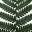 Set of 3 or 6 Dryopteris Atrata Wood Fern Plants, Hardy Evergreen Perennial Ferns for Shade, Outdoor Garden Ready, 1 Litre Root-Ball