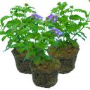 Verbena Lanai Up True Blue Plants (Set of 3 or 6)