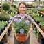 1 Scabious Butterfly Blue Hardy Perennial Plant, Bee Friendly Pincushion Flower, 2L Root Ball