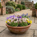 Saxifrage Ice Colours Appleblossom Plants (Set of 3 or 6)