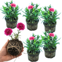 Dianthus Oscar Purple Wings Plants (Set of 3 or 6)