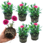 Set of 3 or 6 Large Plants - Dianthus Oscar Purple Wings, Outdoor Garden Ready