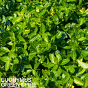 Euonymus Green Spire Plant (2L Pot)