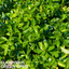 Euonymus Green Spire