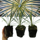 Cordyline Torbay Dazzler Plants (Set of 3 or 6)