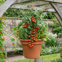 Tomato Crokini Variety Plants (Set of 3 or 6)