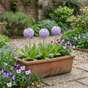 Primula Denticulata Lilac Drumstick Primrose Plants (Set of 3 or 6)