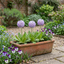 Set of 3 or 6 Primula Denticulata Lilac Drumstick Primrose Plants, Hardy Perennial, Bee Friendly Spring Flowering, Outdoor Garden Ready, 1 Litre Root-Ball