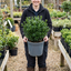 1 Euonymus Microphyllus Hardy Evergreen Hedge Plant, Buxus Alternative Garden Shrub, 26cm Root Ball