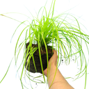Everillo Carex Ornamental Grass Plant