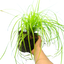 1 Large Plant - Everillo Carex Ornamental Grass, Outdoor Garden Ready Sedge