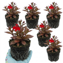 Lobelia Starship Bronze Leaf Upright Plants (Set of 3 or 6)