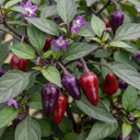 Grow Your Own Chilli Pepper Gusto Purple Plants (Set of 3 or 6)