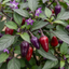 Set of 3 or 6 Large Plants - Grow Your Own Chilli Pepper Gusto Purple, Garden Ready