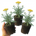 Achillea Cloth of Gold Yarrow Plants (Set of 3 or 6)