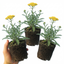 Set of 3 or 6 Achillea Cloth of Gold Yarrow Plants, Hardy Perennial, Bee Friendly Garden Flowers, Outdoor Garden Ready, 1 Litre Root-Ball