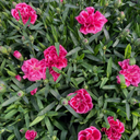 Dianthus Oscar Purple Wings Plants (Set of 3 or 6)
