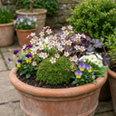 Saxifrage Ice Colours Appleblossom Plants (Set of 3 or 6)
