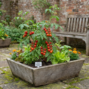 Tomato Gardeners Delight Variety Plants (Set of 3 or 6)
