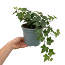 Hedera Helix English Ivy Plants