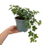1 Hedera Helix English Ivy Houseplant, Indoor Trailing Hanging Basket, 19cm Root Ball