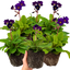 Set of 3 or 6 Large Plants - Polyanthus Stella Pheasant Eye, Ready to Plant in Your Garden
