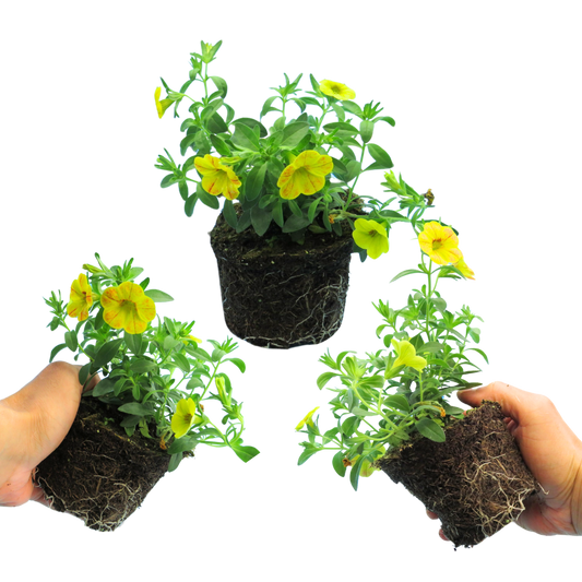 Calibrachoa 'Cabaret Diva Orange' (Million Bells) – Trailing Summer Bedding (Set of 3 or 6)