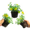 Calibrachoa Cabaret Diva Orange Plants (Set of 3)