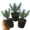 Rosemary ‘Blue Winter’ Herb Plants (Set of 3 or 6)