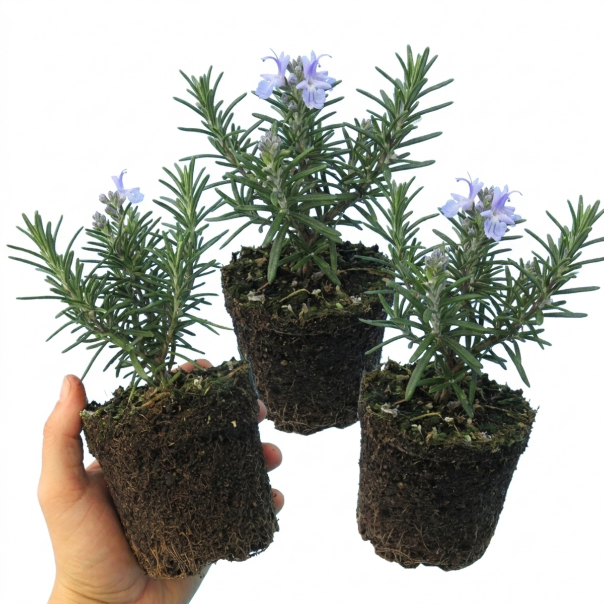 Rosemary 'Blue Winter' – Hardy Evergreen Herb (Set of 3 or 6)